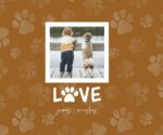 Paw Print Love - Image 2
